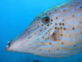   Little Cayman  